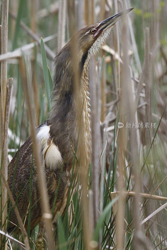 美洲麻鳽(Botaurus lentiginosus)